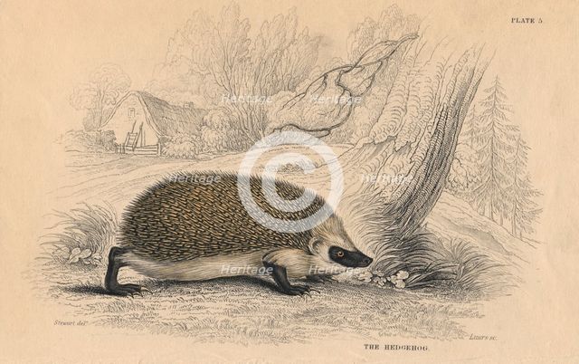 Hedgehog (Erinaceus europeas), 1828. Creator: Unknown.