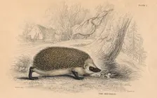 Hedgehog (Erinaceus europeas), 1828. Creator: Unknown