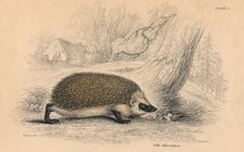 Hedgehog (Erinaceus europeas), 1828. Creator: Unknown