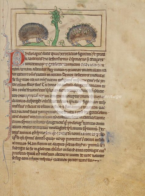 Hedgehogs; Northumberland Bestiary, about 1250-1260. Creator: Unknown.