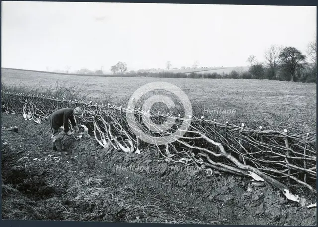 Hedgelaying near Kilworth, Harborough, Leicestershire, 1930s. Creator: J Dixon Scott.