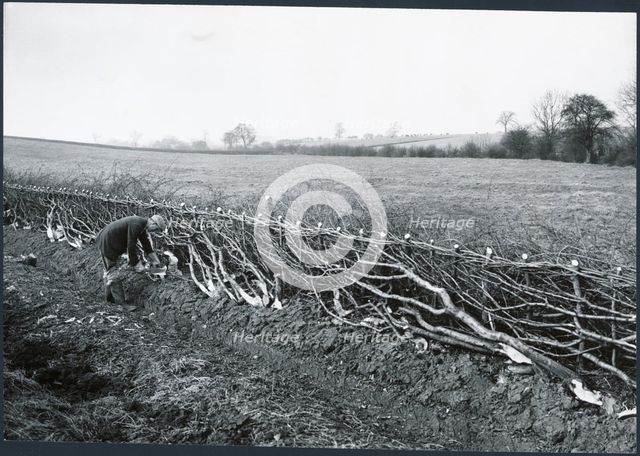Hedgelaying near Kilworth, Harborough, Leicestershire, 1930s. Creator: J Dixon Scott.