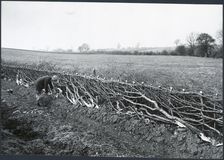 Hedgelaying near Kilworth, Harborough, Leicestershire, 1930s. Creator: J Dixon Scott