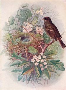 Hedgesparrow - Accen'tor modula'ris c1910, (1910). Artist: George James Rankin