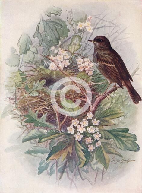 'Hedgesparrow - Accen'tor modula'ris', c1910, (1910). Artist: George James Rankin.