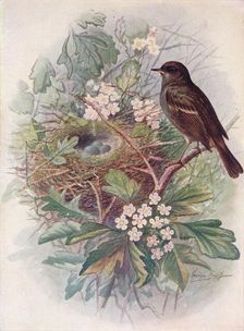 Hedgesparrow - Accen'tor modula'ris c1910, (1910). Artist: George James Rankin