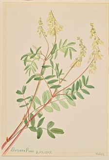 Hedysarum (Hedysarum sulphurescens), 1917. Creator: Mary Vaux Walcott