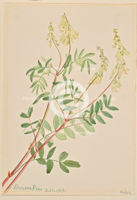 Hedysarum (Hedysarum sulphurescens), 1917. Creator: Mary Vaux Walcott.