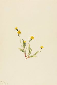 Heieracium gracile, 1903. Creator: Mary Vaux Walcott