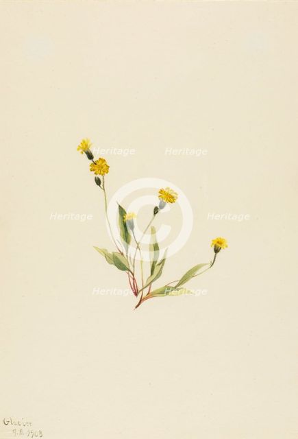 Heieracium gracile, 1903. Creator: Mary Vaux Walcott.