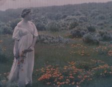 Helen MacGowan Cooke picking California golden poppies in a field, between 1906 and 1911. Creator: Arnold Genthe