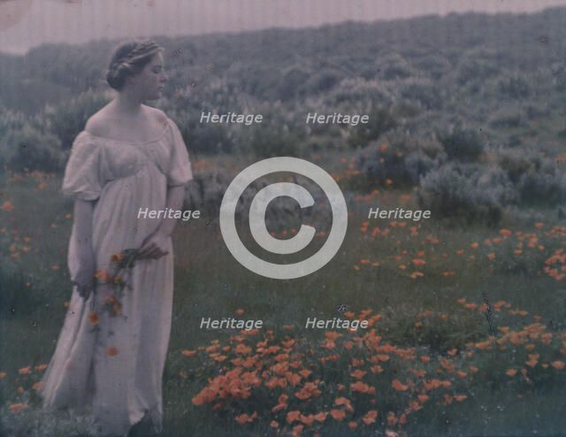 Helen MacGowan Cooke picking California golden poppies in a field, between 1906 and 1911. Creator: Arnold Genthe.