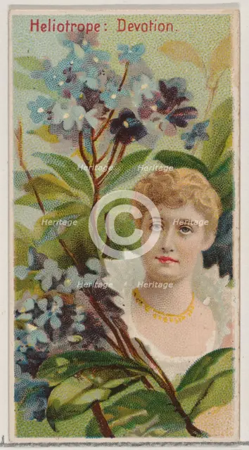 Heliotrope: Devotion, from the series Floral Beauties and Language of Flowers (N75) for Du..., 1892. Creator: Donaldson Brothers.