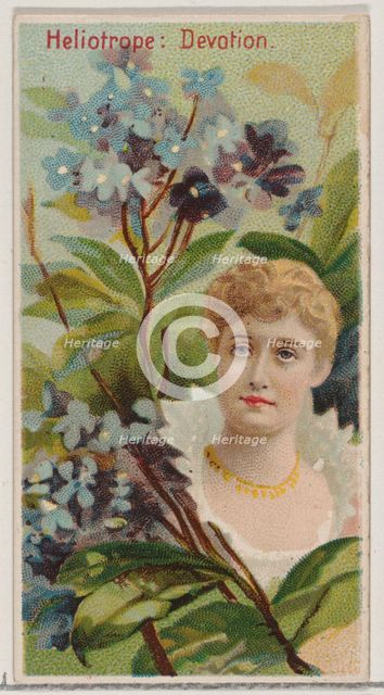 Heliotrope: Devotion, from the series Floral Beauties and Language of Flowers (N75) for Du..., 1892. Creator: Donaldson Brothers.