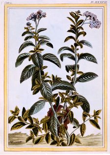 Heliotrope or Cherry Pie, pub. 1776. Creator: Pierre Joseph Buchoz (1731-1807)