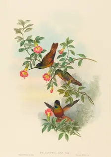 Helianthea eos (Golden Star-frontlet). Creators: John Gould, Henry Constantine Richter