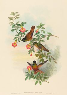 Helianthea eos (Golden Star-frontlet). Creators: John Gould, Henry Constantine Richter