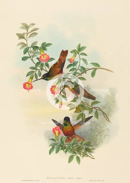 Helianthea eos (Golden Star-frontlet). Creators: John Gould, Henry Constantine Richter.