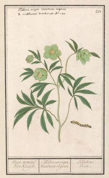 Hellebore (Helleborus), 1596-1610. Creators: Anselmus de Boodt, Elias Verhulst
