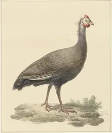 Helmeted guineafowl, 1759-1842. Creator: Pieter Bartholomeusz. Barbiers