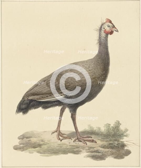 Helmeted guineafowl, 1759-1842. Creator: Pieter Bartholomeusz. Barbiers.