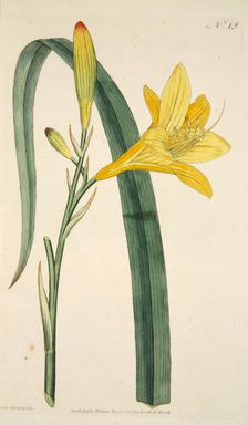Hemerocallis Flava (Yellow Day Lily), pub. 1796 (hand coloured engraving). Creator: English School (18th Century)