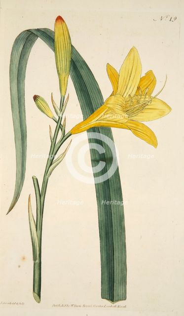 Hemerocallis Flava (Yellow Day Lily), pub. 1796 (hand coloured engraving). Creator: English School (18th Century).