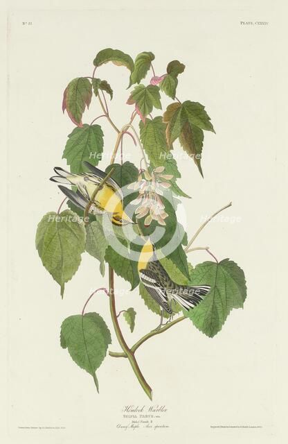 Hemlock Warbler, 1832. Creator: Robert Havell.