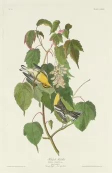Hemlock Warbler, 1832. Creator: Robert Havell