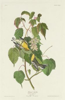 Hemlock Warbler, 1832. Creator: Robert Havell