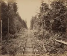 Hemlock Forest, c. 1895. Creator: William H Rau