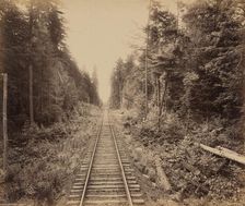 Hemlock Forest, c. 1895. Creator: William H Rau