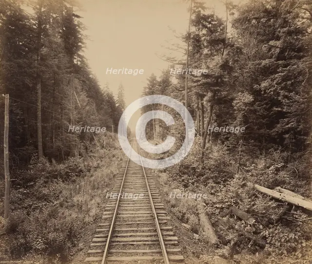 Hemlock Forest, c. 1895. Creator: William H Rau.