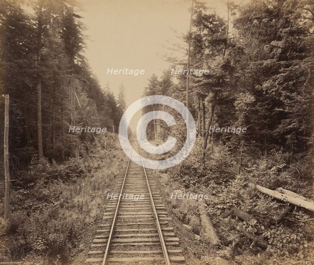 Hemlock Forest, c. 1895. Creator: William H Rau.