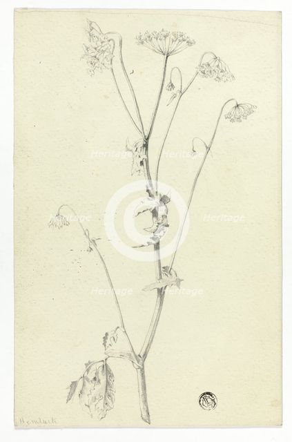 Hemlock, n.d. Creator: Unknown.