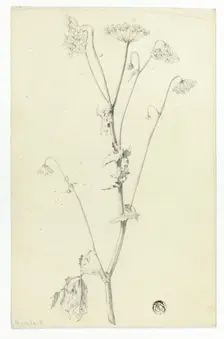 Hemlock, n.d. Creator: Unknown