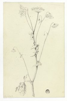 Hemlock, n.d. Creator: Unknown