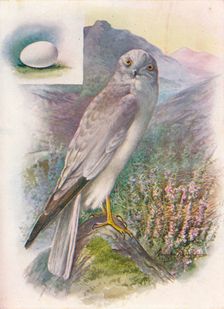 Hen-Harrier - Cir'cus cyan'eus c1910, (1910). Artist: George James Rankin