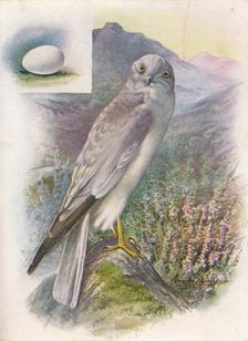 Hen-Harrier - Cir'cus cyan'eus c1910, (1910). Artist: George James Rankin