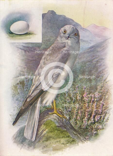 'Hen-Harrier - Cir'cus cyan'eus', c1910, (1910). Artist: George James Rankin.