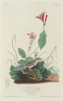 Henslow's Bunting, 1829. Creator: Robert Havell