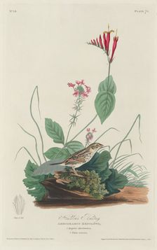 Henslow's Bunting, 1829. Creator: Robert Havell