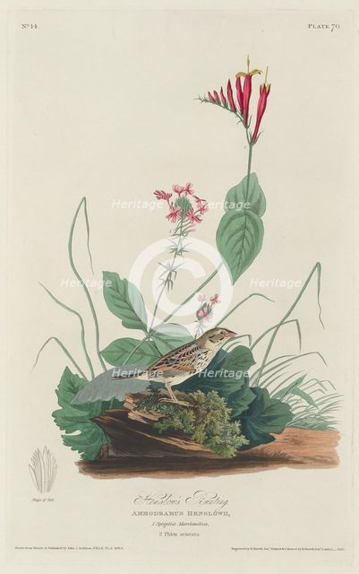 Henslow's Bunting, 1829. Creator: Robert Havell.