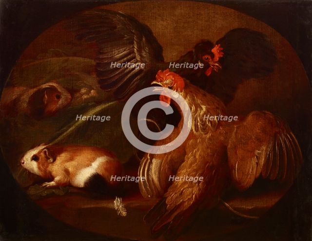 Hens and Guinea Pigs, between 1718-1720. Creator: Giovanni Agostino Cassana.