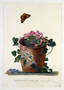 Hepatica