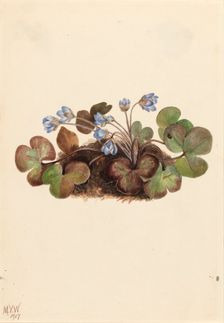 Hepatica (Hepatica americana), 1917. Creator: Mary Vaux Walcott