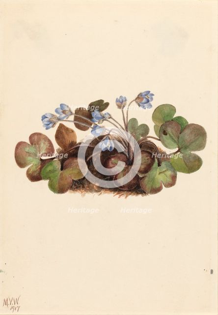 Hepatica (Hepatica americana), 1917. Creator: Mary Vaux Walcott.