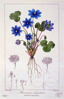 Hepatica nobilis, pub. 1836. Creator: Panacre Bessa (1772-1846)