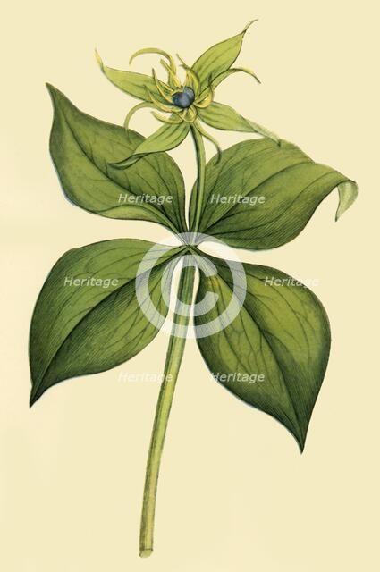 'Herb Paris', late 18th-early 19th century, (1944).  Creator: Unknown.