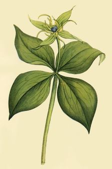 Herb Paris late 18th-early 19th century, (1944). Creator: Unknown
